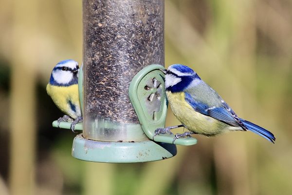 Bird Feeder Mounting Service in Falls Church