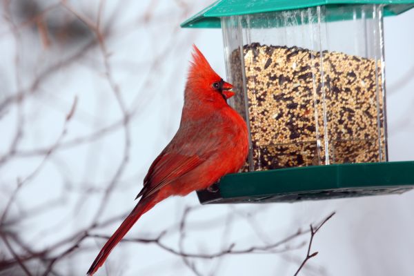 Bird Feeder Hanging in Falls Church