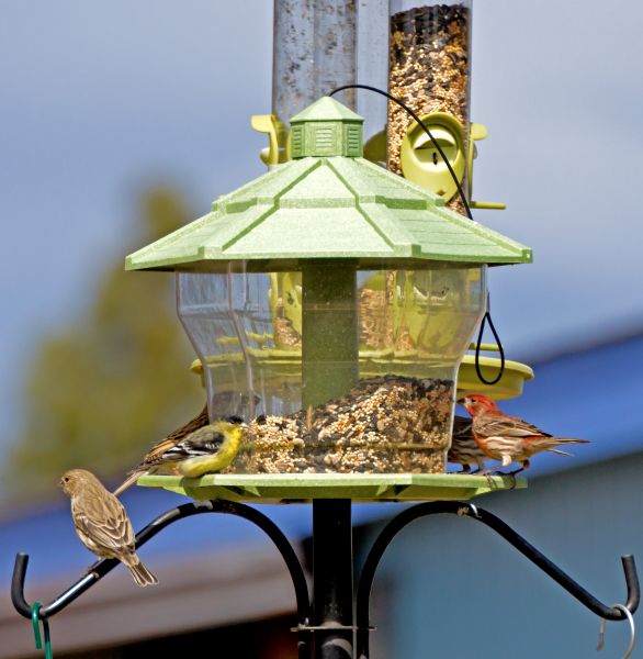 Bird Feeder Installation in Falls Church